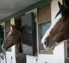 Horses in Stables