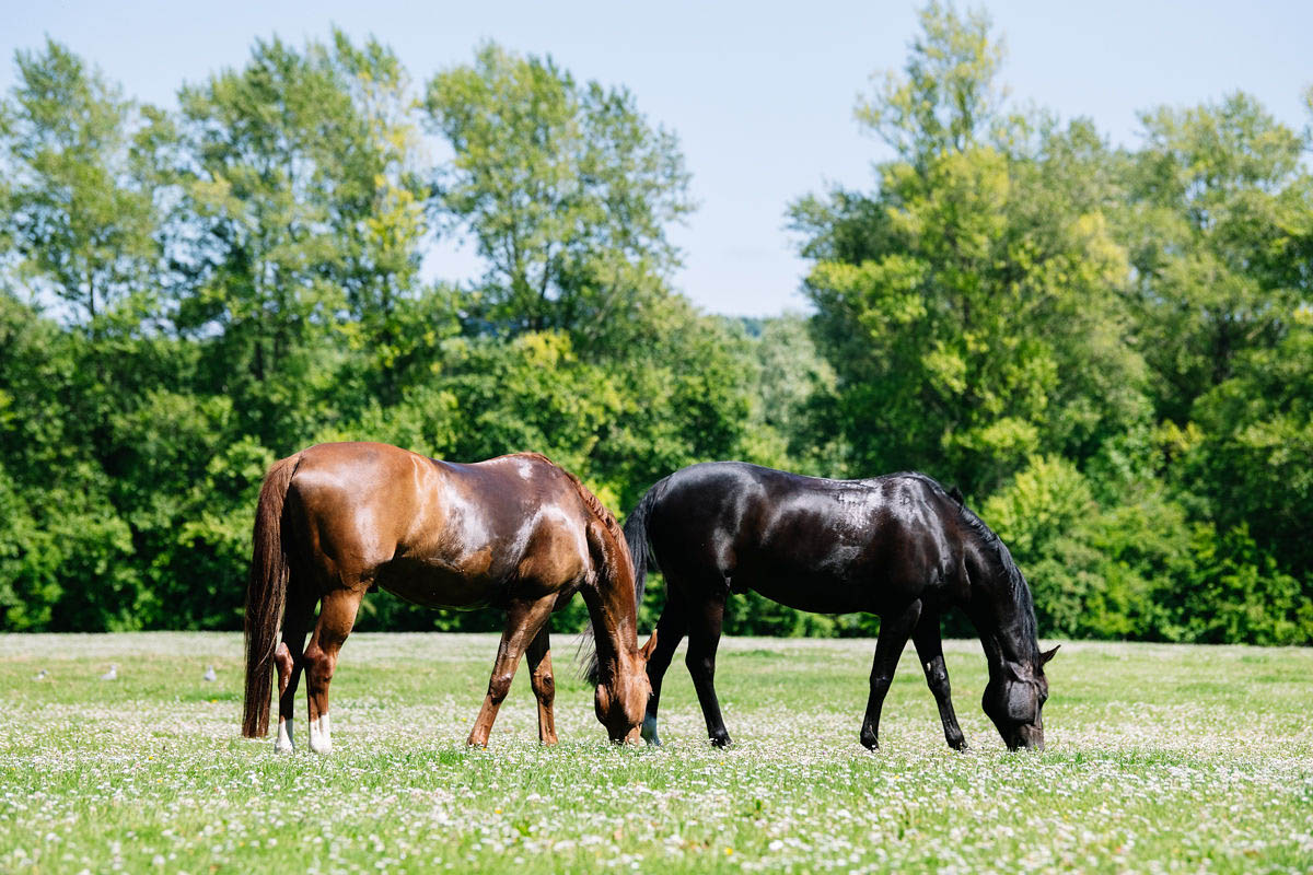 black-and-brown-horses-grazing-in-a-daisy-field