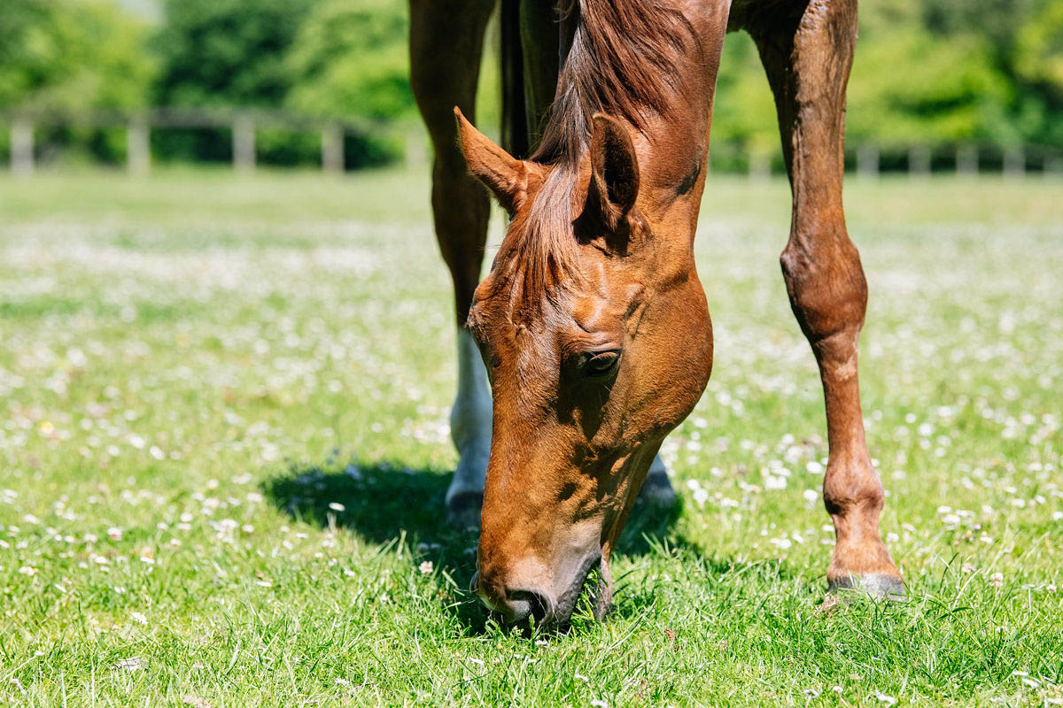 brown-horse-grazing-in-a-daisy-field