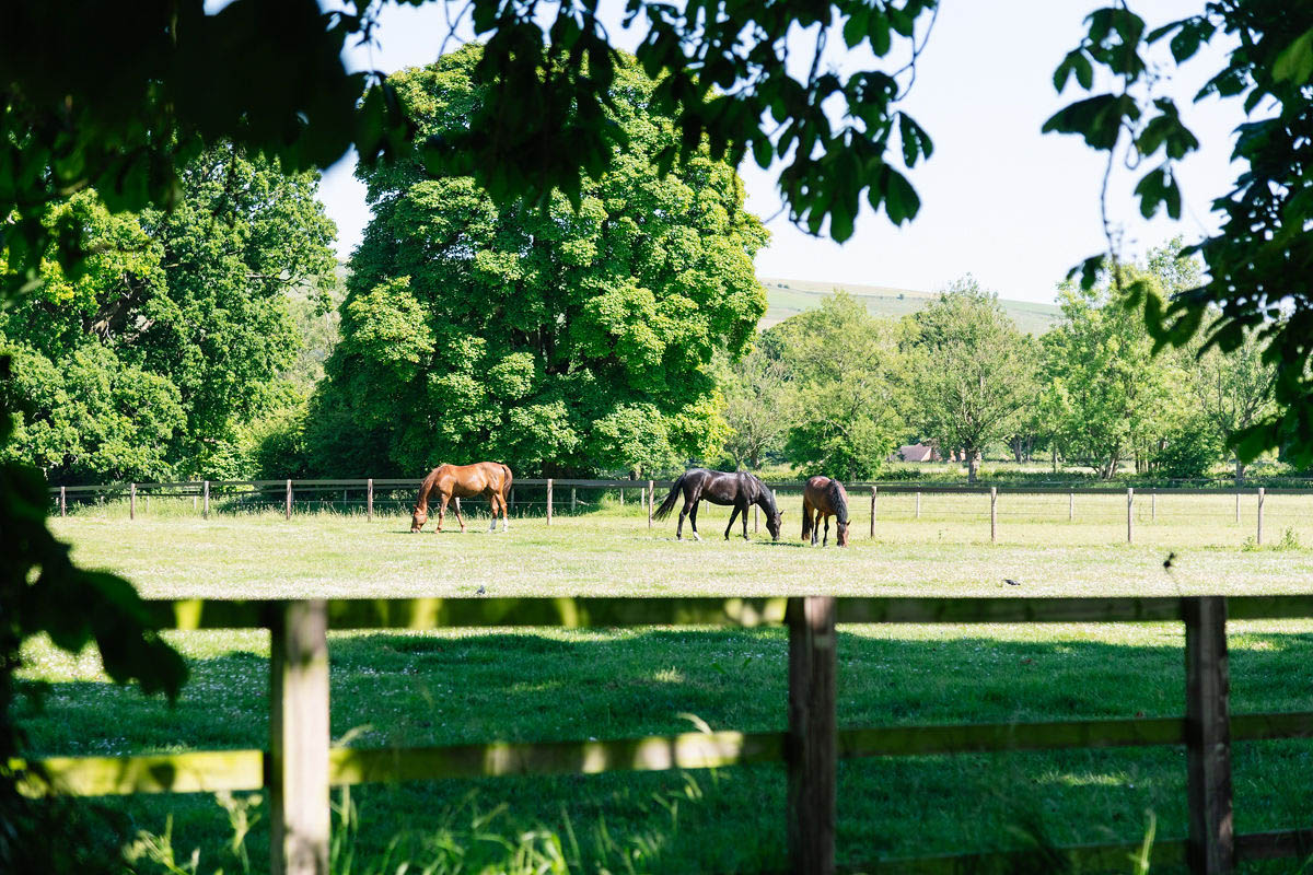 brown-horses-grazing-in-a-daisy-field-in-the-middle-of-the-countryside