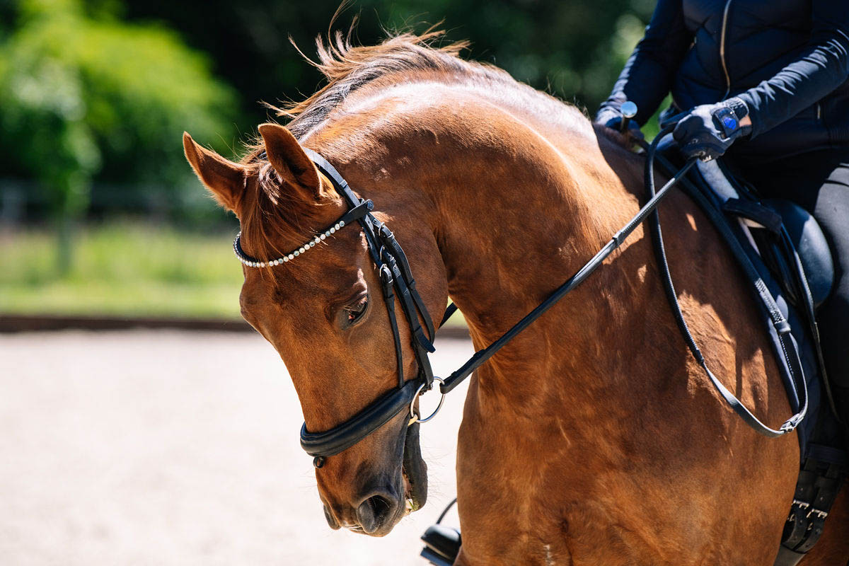 close-up-of-a-brown-horse