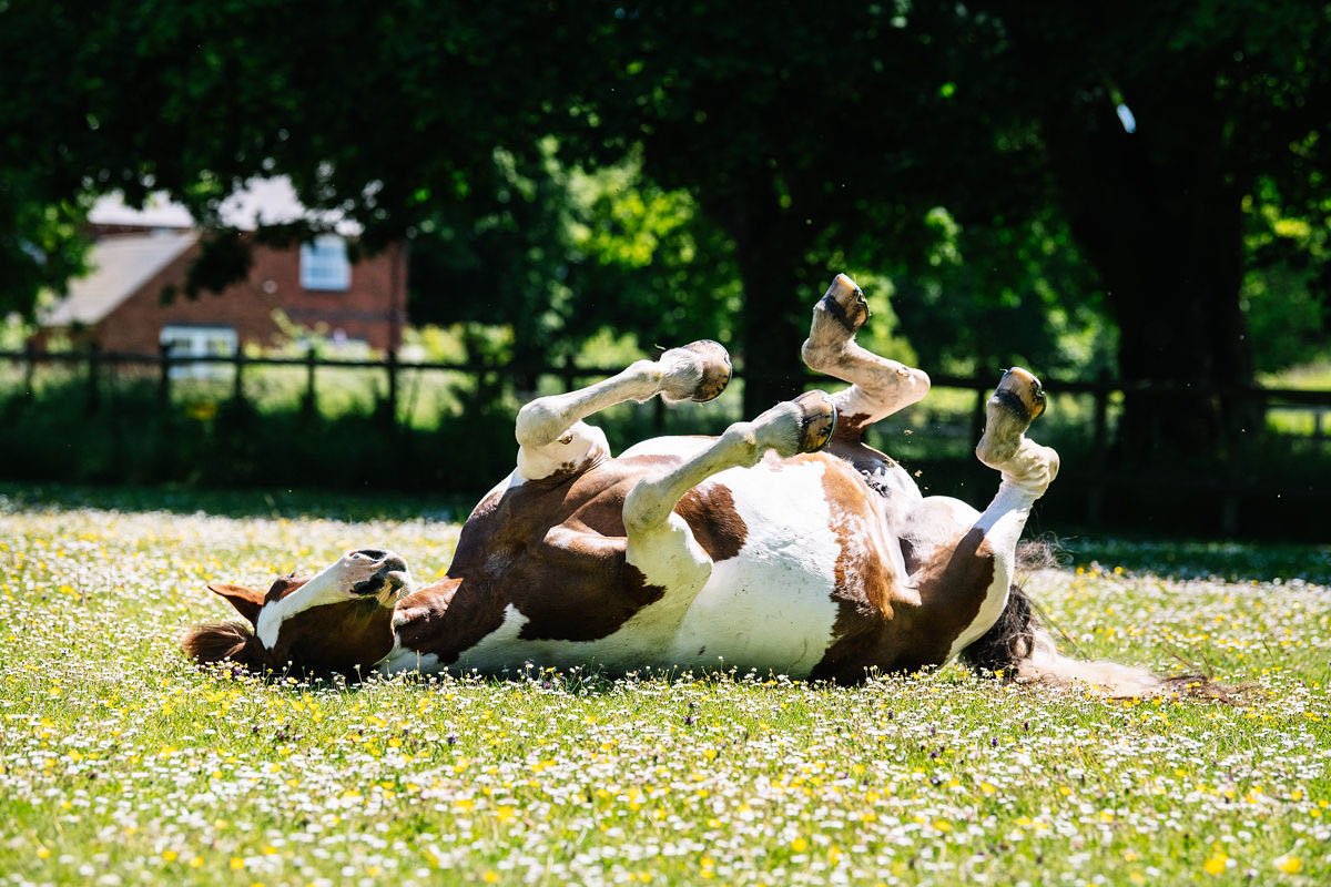 horse-rolling-on-a-daisy-field