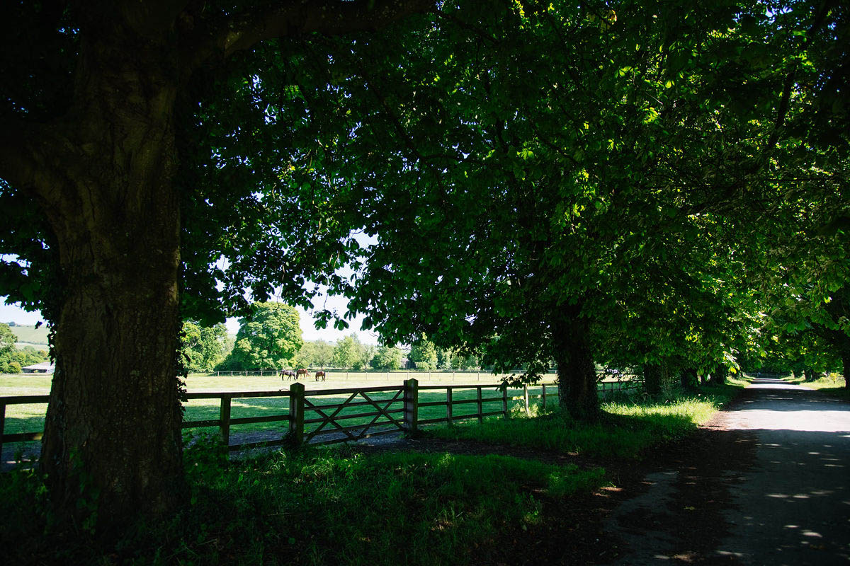 horses-grazing-in-a-paddock
