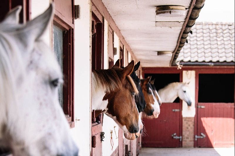 horses-in-their-stables