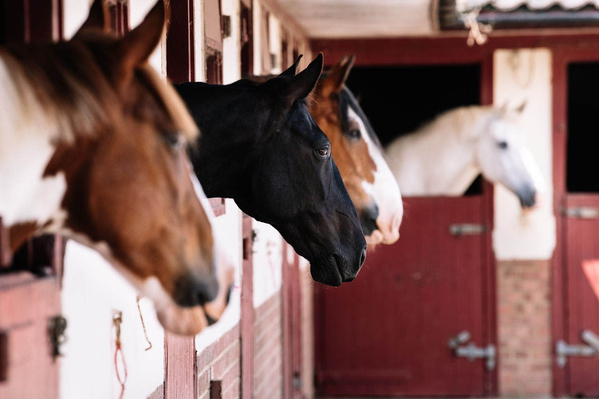 horses-looking-out-from-their-stables