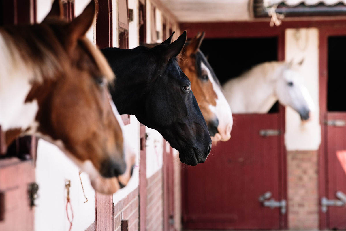 Horses in Stables