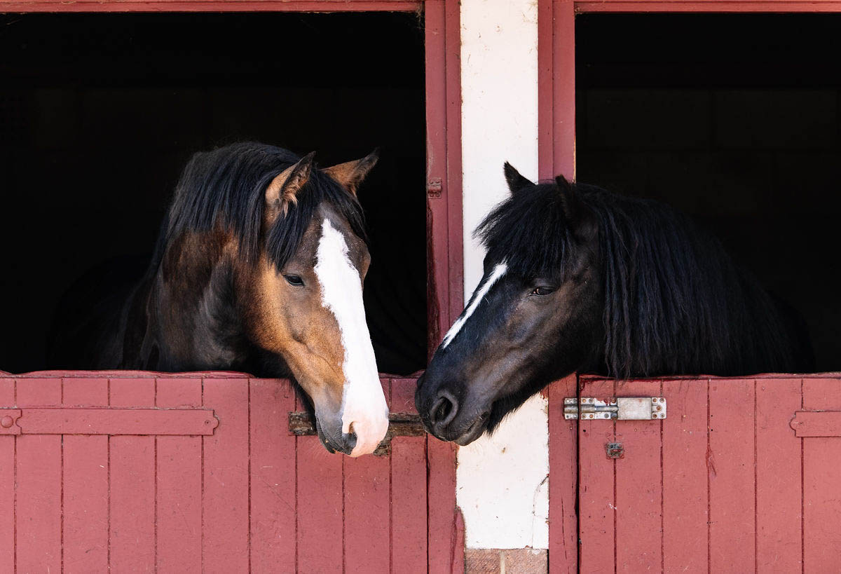 two-horses-in-their-stables-next-to-each-other