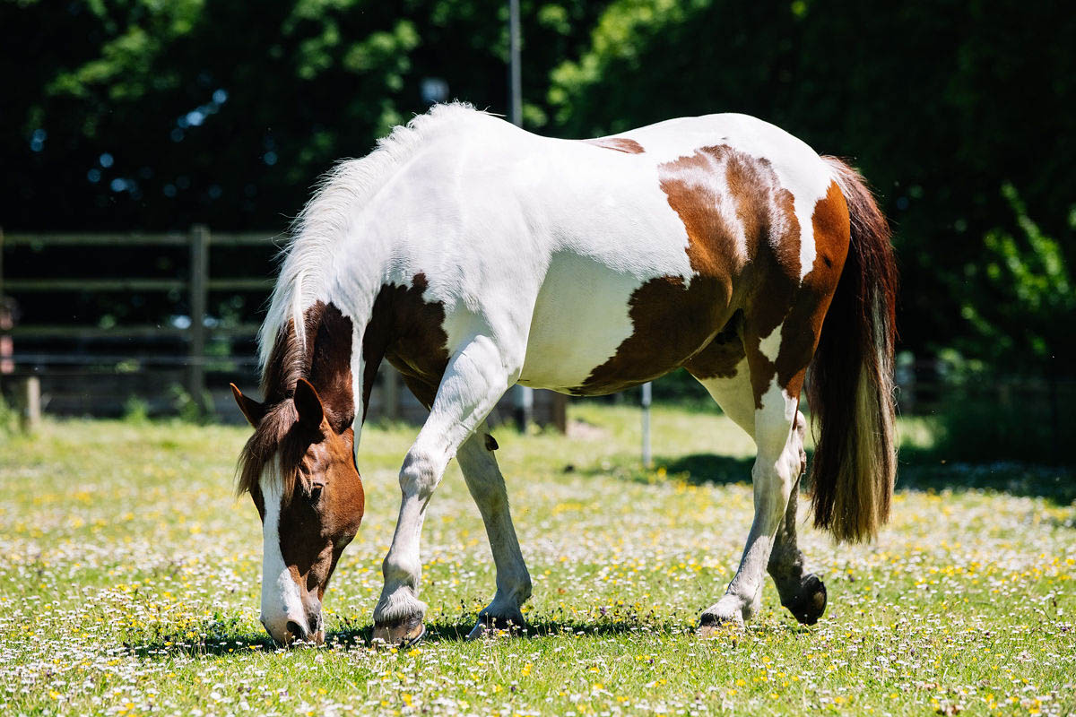 white-and-brown-horse-grazing-in-a-flowery-paddock